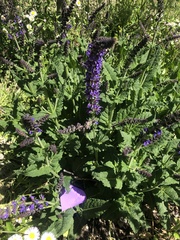 Salvia