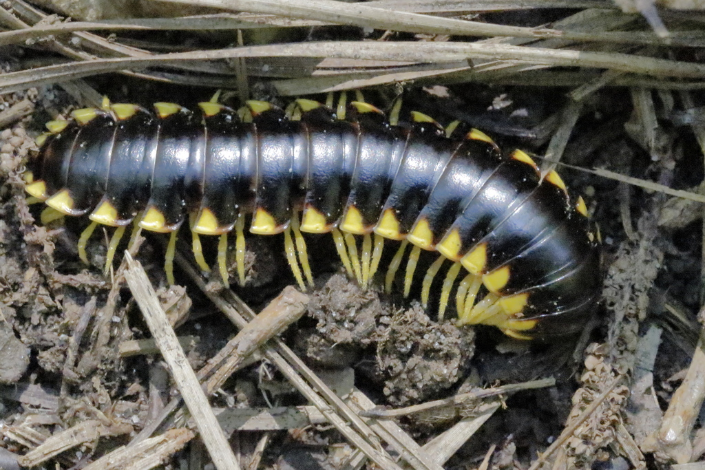Black-and-gold Flat Millipede