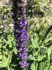 Salvia