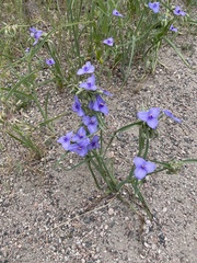 Tradescantia occidentalis
