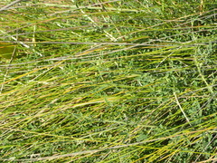 Indigofera candicans