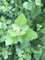 Rhus aromatica
