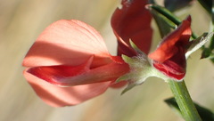 Indigofera candicans