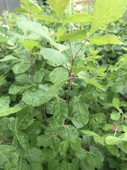 Rhus aromatica