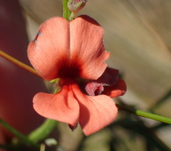 Indigofera candicans