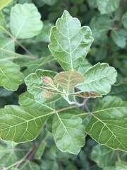 Rhus aromatica