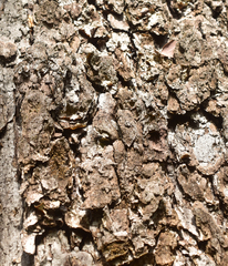 Nothofagus macrocarpa