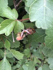 Rhus aromatica
