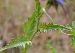 Cynara algarbiensis