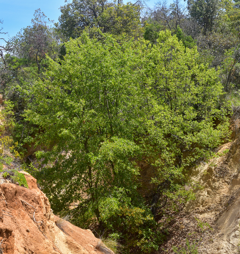 Nothofagus macrocarpa (Nothofagus macrocarpa)