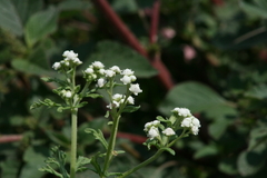 Parthenium bipinnatifidum