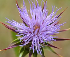 Cynara algarbiensis