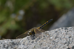 Leucorrhinia intermedia
