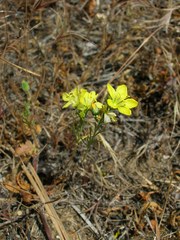 Hesperolinon breweri