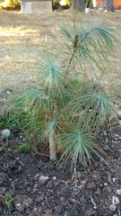 Pinus maximartinezii