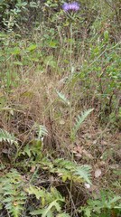 Cynara algarbiensis