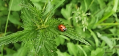Coccinella septempunctata
