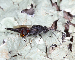 Phasgonophora sulcata