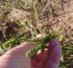 Wahlenbergia tenella