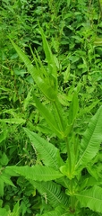 Dipsacus fullonum