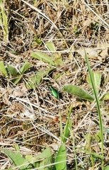 Cicindela denikei