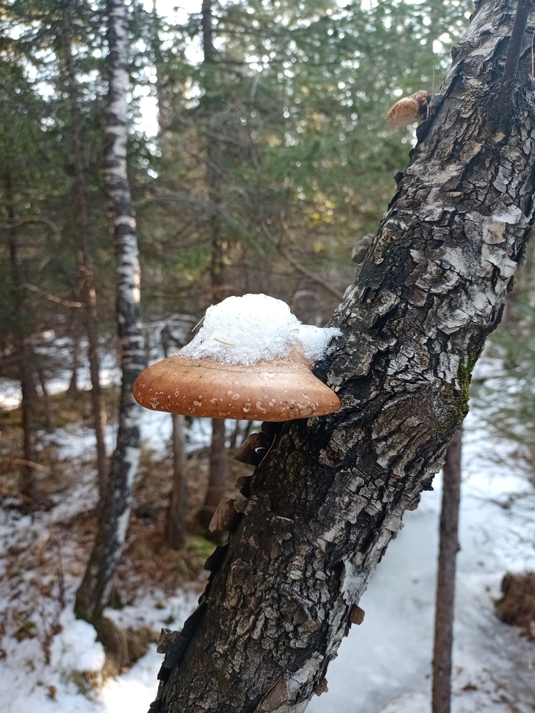 Fomitopsis betulina · November 2020 · photo: © prelovskiivladimir (iNaturalist, cc0)