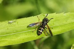 Temnostoma bombylans