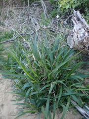 Panicum deustum