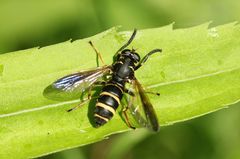 Temnostoma bombylans