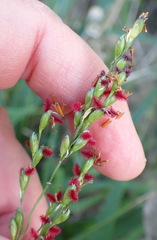 Panicum deustum