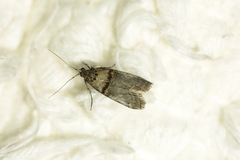 Trachonitis cristella