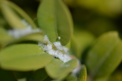Psylla buxi
