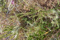 Wahlenbergia tenella