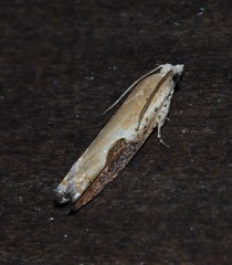 Pseudexentera costomaculana