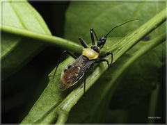 Biasticus flavinotus