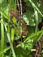 Diogmites crudelis