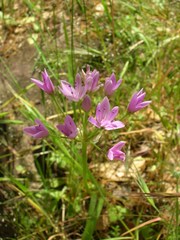 Allium unifolium