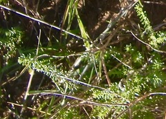Wahlenbergia tenella