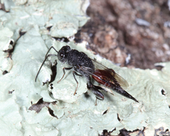 Phasgonophora sulcata