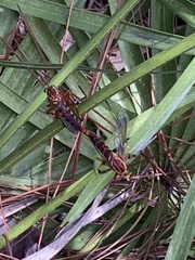 Diogmites crudelis