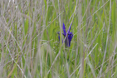 Iris laevigata