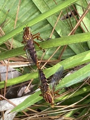 Diogmites crudelis