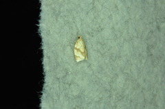 Adoxophyes negundana