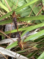 Diogmites crudelis