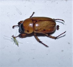 Cyclocephala putrida