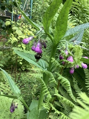 Apoidea