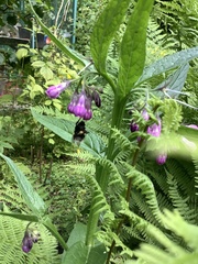 Apoidea