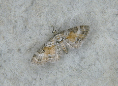 Eupithecia anticaria
