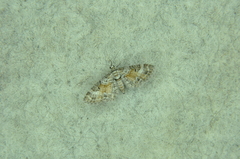Eupithecia anticaria