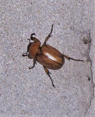 Cyclocephala putrida